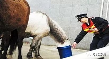 澳门今晚开特马四不像图，解析与落实精选解释