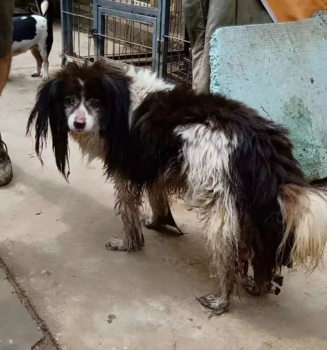 最新狗狗微信群二维码，连接爱犬人士的共同世界