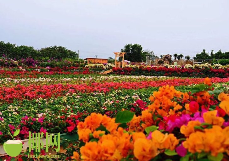 即墨百合花园最新消息，绽放的新生活乐章