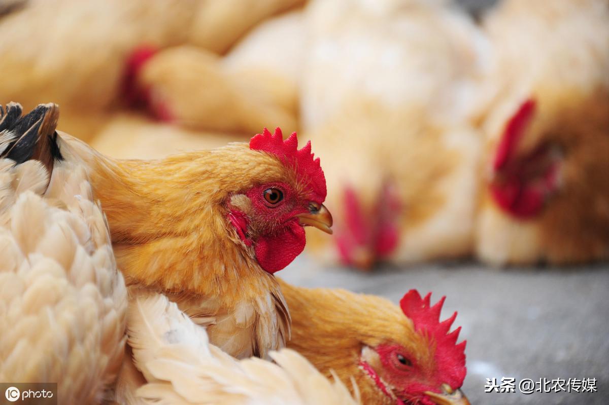 临沂H7N9与H9N2最新消息，疫情动态及防控措施分析