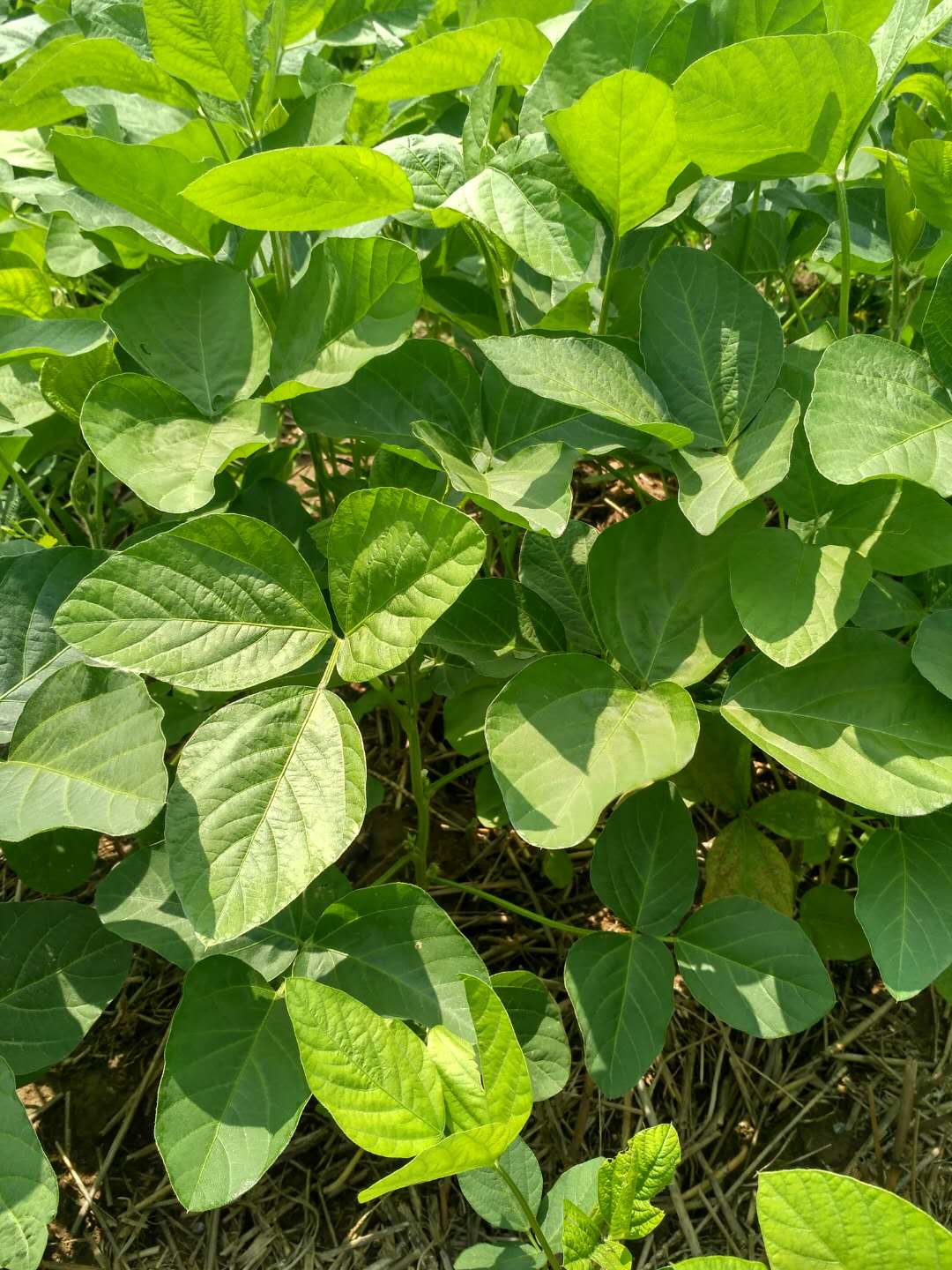 安徽百善最新大豆价格动态分析