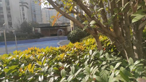 鄄城帝景首府最新房价动态