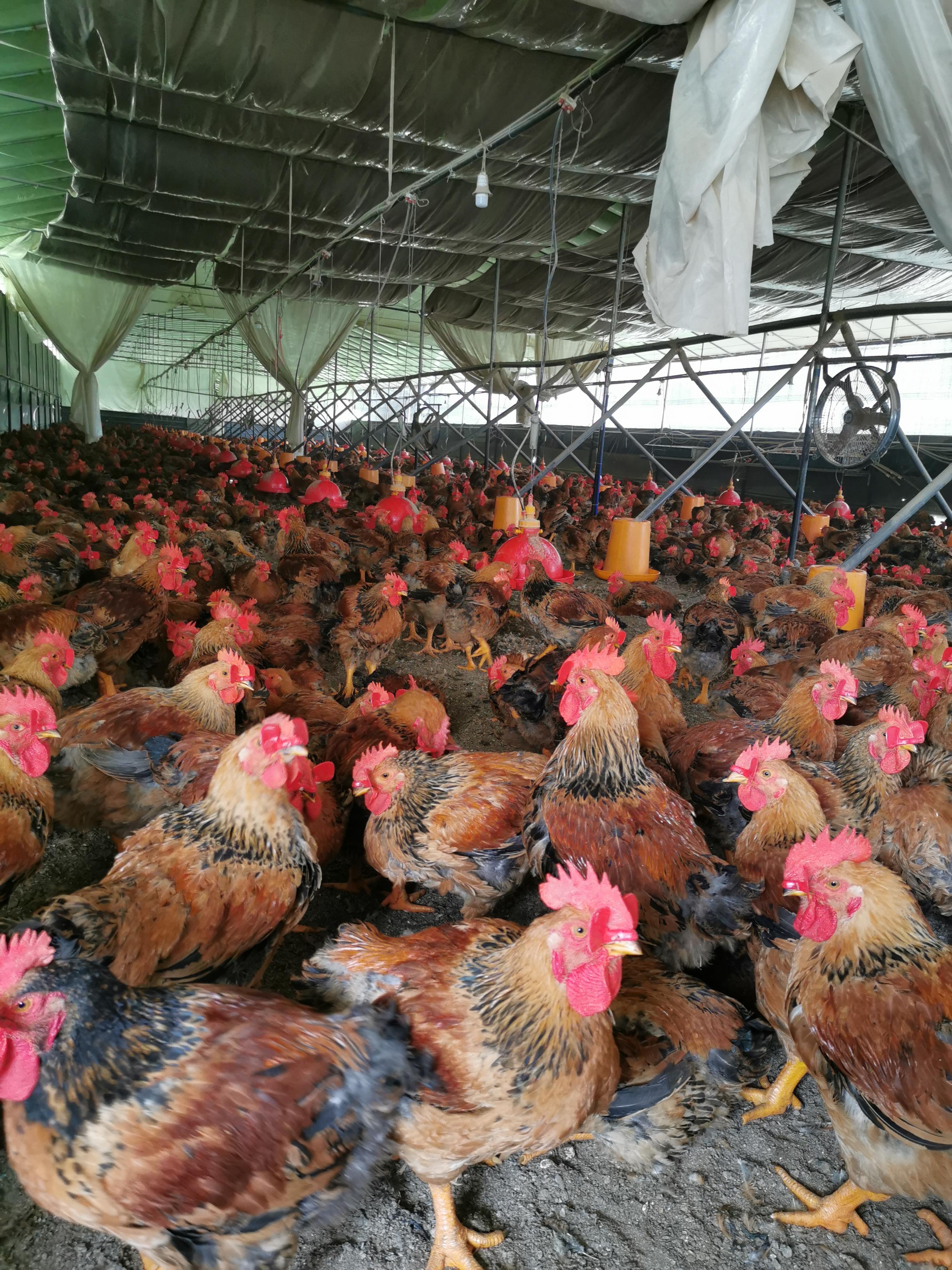 肉毛鸡价格最新行情走势分析