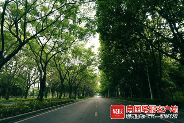林荫大道，城市中的绿色脉络