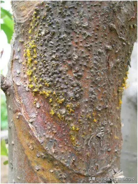 苹果树腐烂病最新方法探讨
